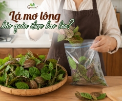 Lá Mơ Lông Có Thể Bảo Quản Được Bao Lâu?