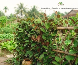 Lá Mơ Và Những Điều Có Thể Bạn Chưa Biết