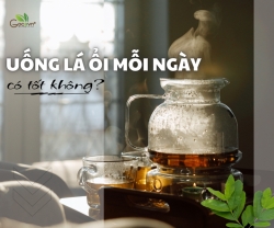 Lá Ổi Có Pha Trà Uống Được Không? Hướng Dẫn Cách Làm Trà Lá Ổi Thơm Ngon