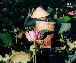 Lá Sen Có Tác Dụng Gì Khiến Nhiều Người Quan Tâm?