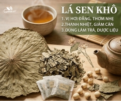 Lá Sen Khô Là Gì? Vì Sao Được Dùng Trong Đông Y
