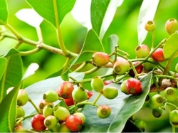 Lá vối là gì? Tác dụng của trà lá vối đối với sức khỏe