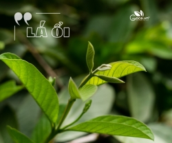 Làm Trà Lá Ổi Nên Chọn Lá Non Hay Lá Già? 