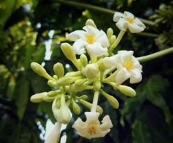 Mách Bạn Tác Dụng của Hoa Đu Đủ Đực 