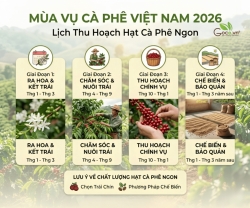Mùa Vụ Cà Phê Việt Nam 2026 Lịch Thu Hoạch Hạt Cà Phê Ngon