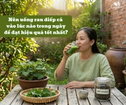 Nên uống rau diếp cá vào lúc nào trong ngày để đạt hiệu quả tốt nhất?