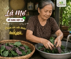 Người Cao Tuổi Có Nên Dùng Lá Mơ Không?