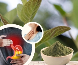Người đau dạ dày nên biết: Vì sao bột lá mơ hỗ trợ trào ngược dạ dày?