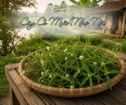 Những Điều Cần Biết Trước Khi Sử Dụng Cây Cỏ Mực