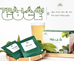 Nước Lá Ổi – Bí Quyết Hỗ Trợ Tiêu Hóa Và Kiểm Soát Cân Nặng