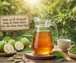 Nước Lá Ổi: Bí Quyết Vàng Từ Thiên Nhiên Cho Sức Khỏe Toàn Diện