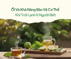 Ổi Và Khả Năng Bảo Vệ Cơ Thể Khi Trời Lạnh Ít Người Biết