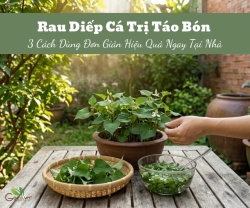 Rau Diếp Cá Trị Táo Bón: 3 Cách Dùng Đơn Giản, Hiệu Quả Ngay Tại Nhà