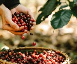 Robusta Giống Cà Phê Đang Cứu Ngành Cà Phê Khỏi Khủng Hoảng Khí Hậu