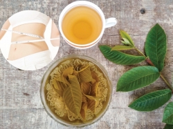 Sự thật về cách uống lá ổi giảm cân