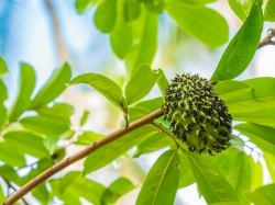 Sự thật về tác dụng chống ung thư của trà lá mãng cầu xiêm 