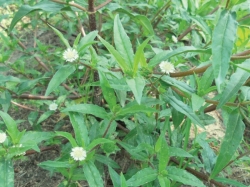 Tác dụng của cây cỏ mực bài thuốc trị bệnh