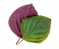 Tác Dụng Của Lá Tía Tô