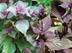 Tác hại của lá tía tô khi sử dụng không đúng cách