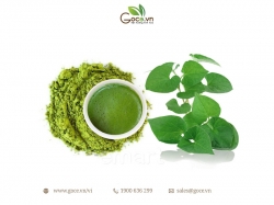 Tất tần tật về trị mụn bằng diếp cá