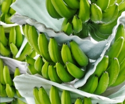 Tinh bột kháng trong bột chuối xanh có thực sự tốt cho sức khỏe?