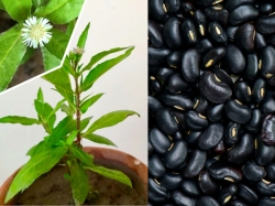 Trà Cỏ Mực Đậu Đen - Thức Uống Thanh Mát, Bổ Dưỡng Cho Sức Khỏe Gia Đình