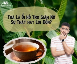 Trà Lá Ổi Hỗ Trợ Giảm Mỡ: Sự Thật Hay Lời Đồn?