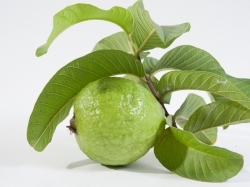 Trà Lá Ổi – Thức Uống Thanh Lọc Cơ Thể, Lấy Lại Vóc Dáng Sau Tết 