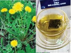 Trà túi lọc bồ công anh uống có tốt không?
