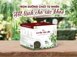 Trà xuyên tâm liên – Bài thuốc tự nhiên tốt sức khoẻ