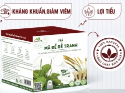 Uống 1 Ly Trà Mã Đề Rễ Tranh Mỗi Ngày - Lợi Ích Sức Khỏe Không Ngờ
