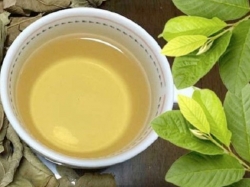 Uống lá ổi có giảm cân không? Chị em chia sẻ hiệu quả