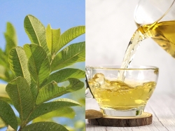 Uống lá ổi giảm cân duy trì vóc dáng hiệu quả