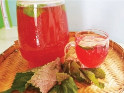 Uống lá tía tô có tác dụng gì? Cách nấu và sử dụng đúng