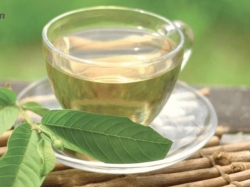Uống nước lá ổi giảm cân hiệu quả nhất định bạn phải thử
