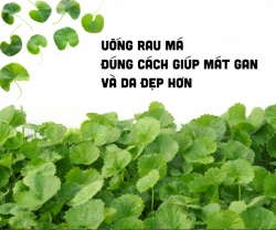 Uống Rau Má Đúng Cách Giúp Mát Gan Và Da Đẹp Hơn 