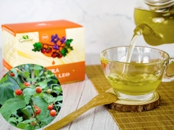 Uống trà cà gai leo có tốt không? Đối tượng không nên uống