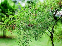 Uống trà đinh lăng có tác dụng gì đối với sức khỏe?