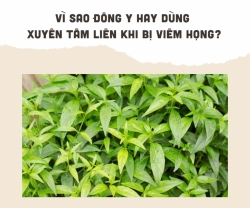 Vì Sao Đông Y Hay Dùng Xuyên Tâm Liên Khi Bị Viêm Họng?