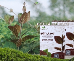 Vì Sao Nhiều Người Chọn Bột Lá Mơ Để Hỗ Trợ Hệ Tiêu Hóa?