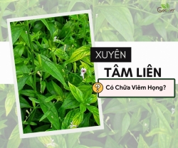 Xuyên Tâm Liên Có Chữa Viêm Họng Không?