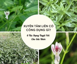 Xuyên Tâm Liên Có Công Dụng Gì? 6 Tác Dụng Tuyệt Vời Cho Sức Khỏe